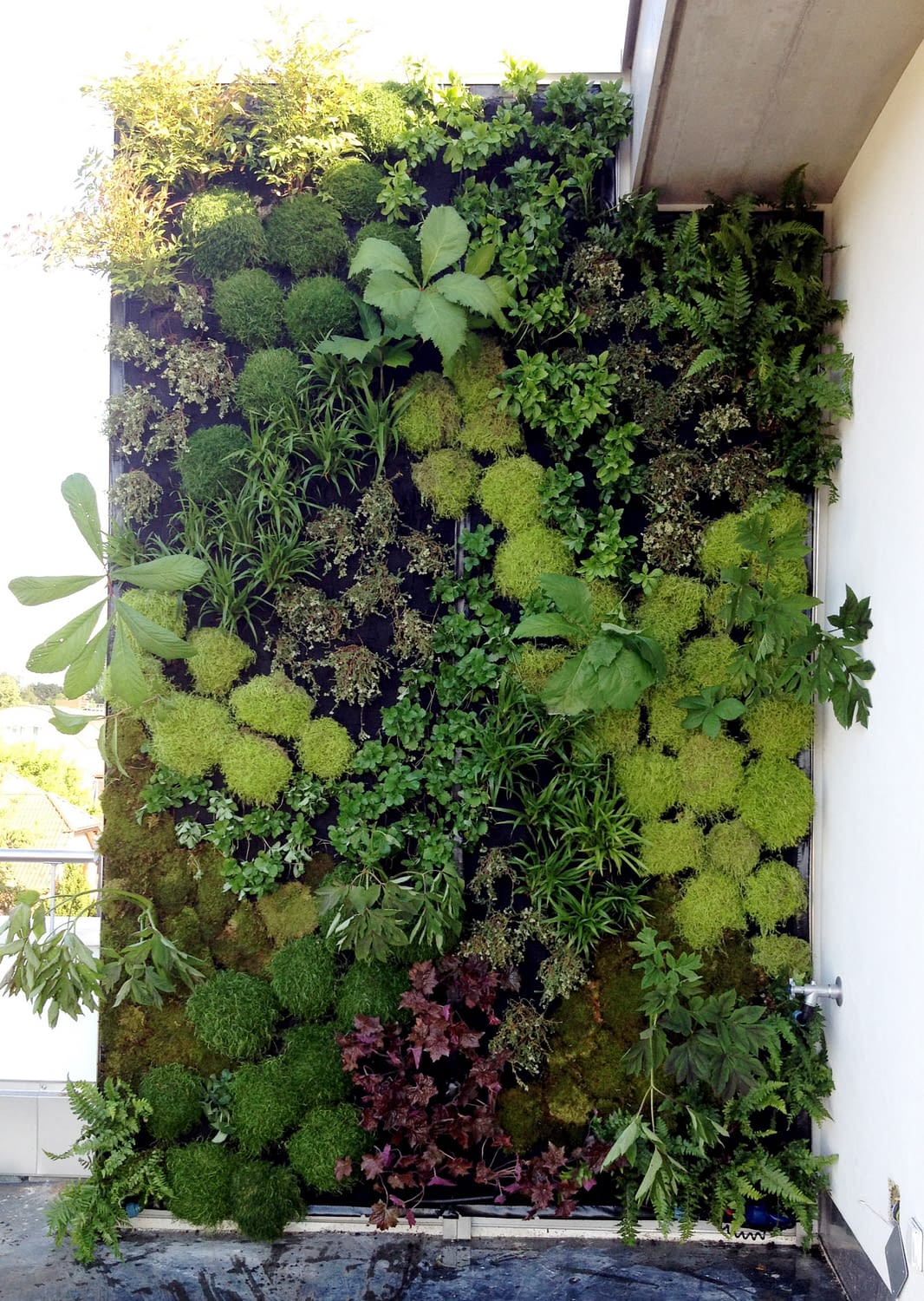 Plants - Which ones should I buy for my green wall? - Nathalies Plant Wall