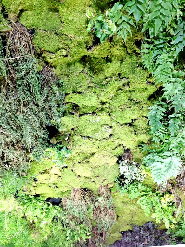 moss on wall on Moose Auf Der Pflanzenwand Nathalies Plant Wall