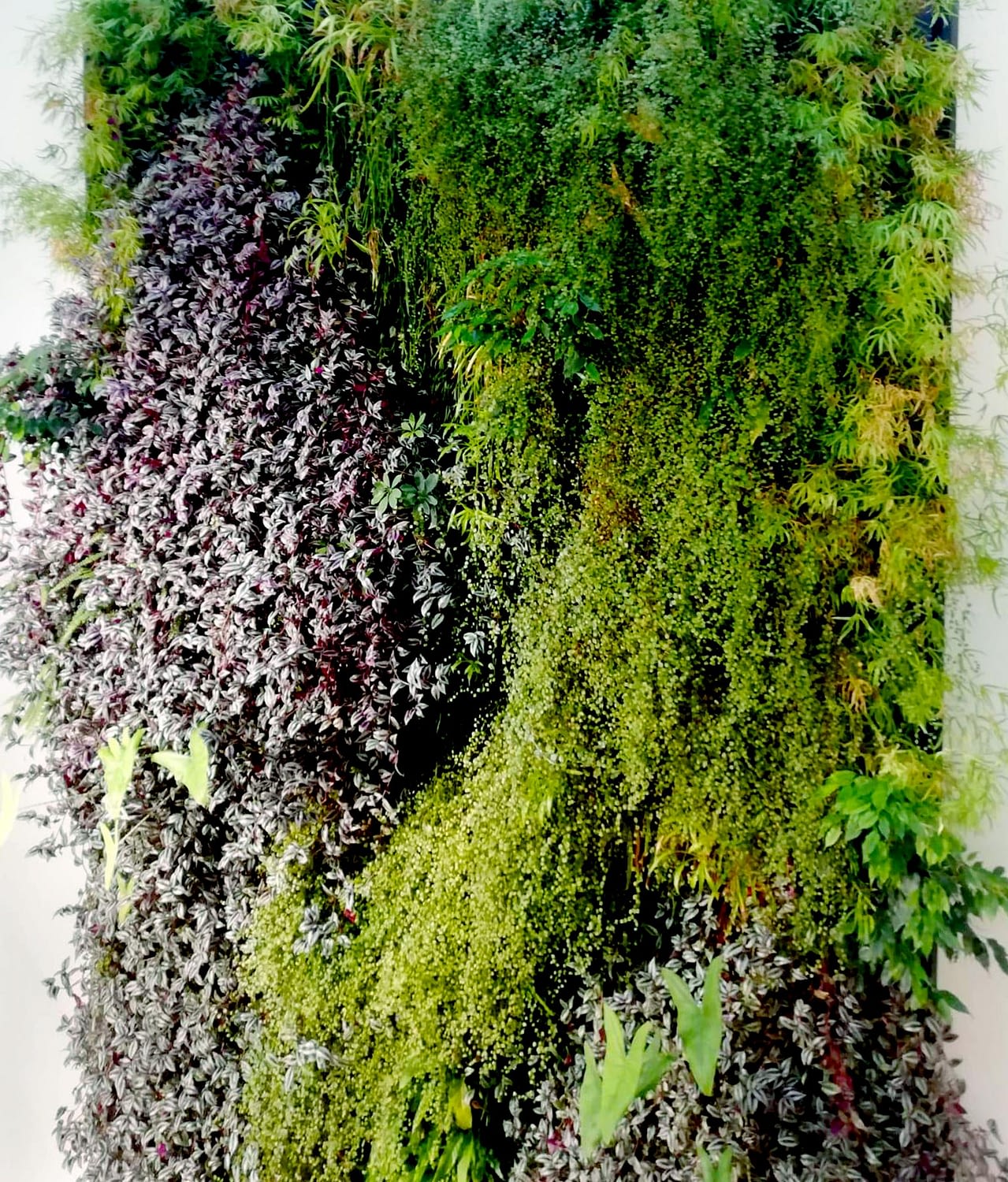 Couper correctement les murs végétaux Le mur végétal de Nathalie