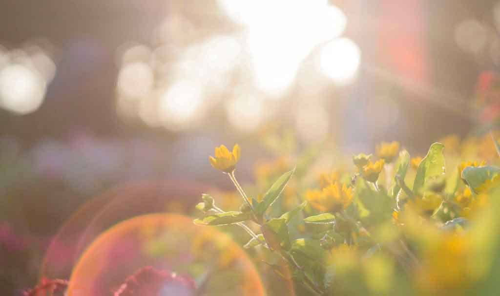 Licht, Sonne und Pflanzen Blüten
