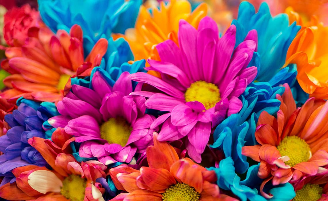 Mut zur Farbe: Meine Top 10 der farbigen Zimmerpflanzen Nathalie's Pflanzenwand