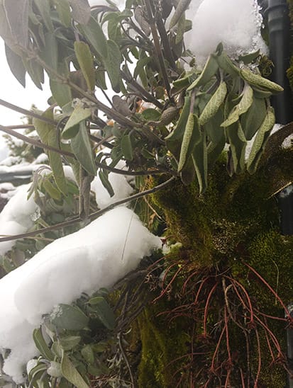 Pflanzenwand mit Moos und Salbei im Schnee überwintern