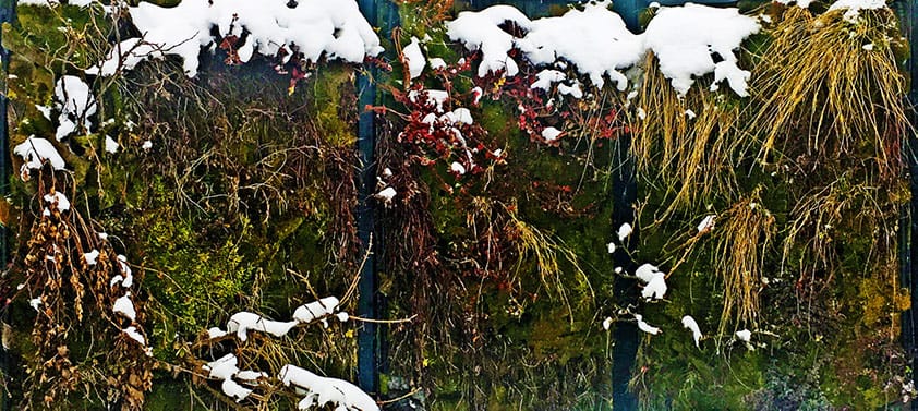 Pflanzenwände überwintern sehr gut im Schnee